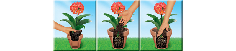 COMPO SANA Rhododendron- und Hortensienerde, 20 Liter